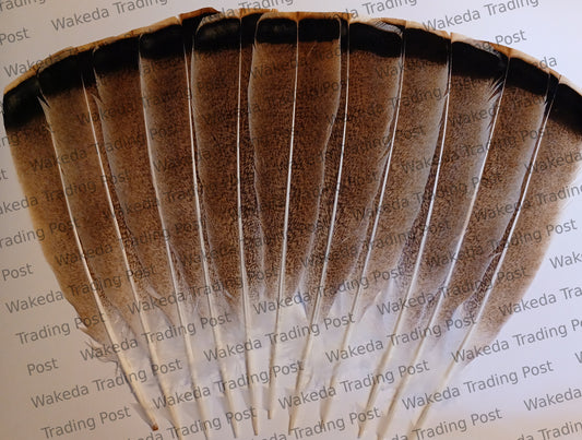 Speckled Rust with Dark Bar / Penciled Sweetgrass Hybrid Turkey Tail Feather Set (# 102001)