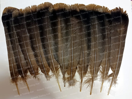 Darkest Brown Hybrid Turkey Tail Feather Set (# 102101)