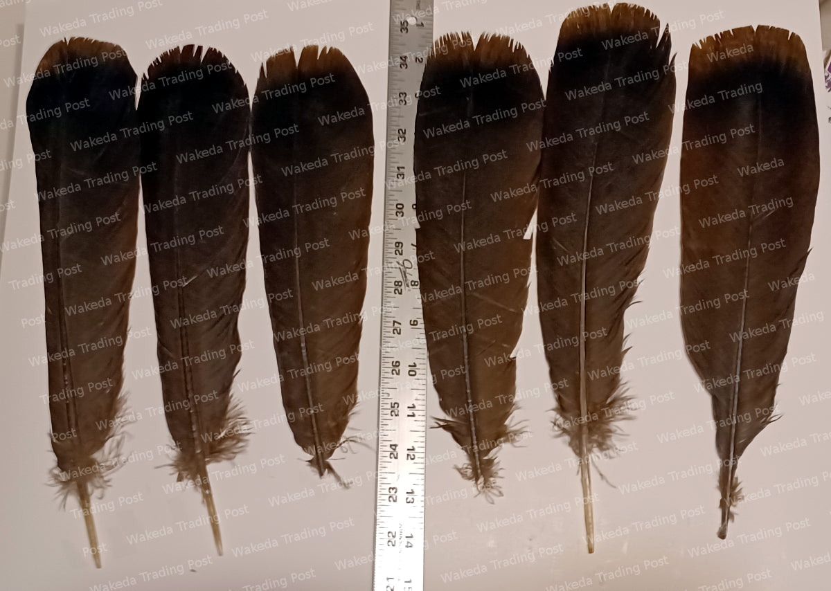 Darkest Brown Hybrid Turkey Tail Feather Set (# 102101)