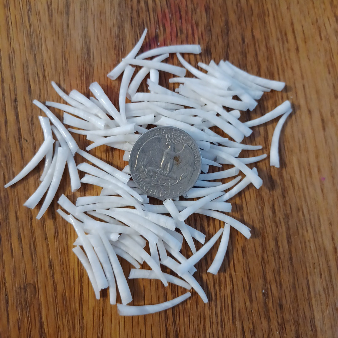 Dentalium Shells, Smooth - Sorted 3/4"-1"