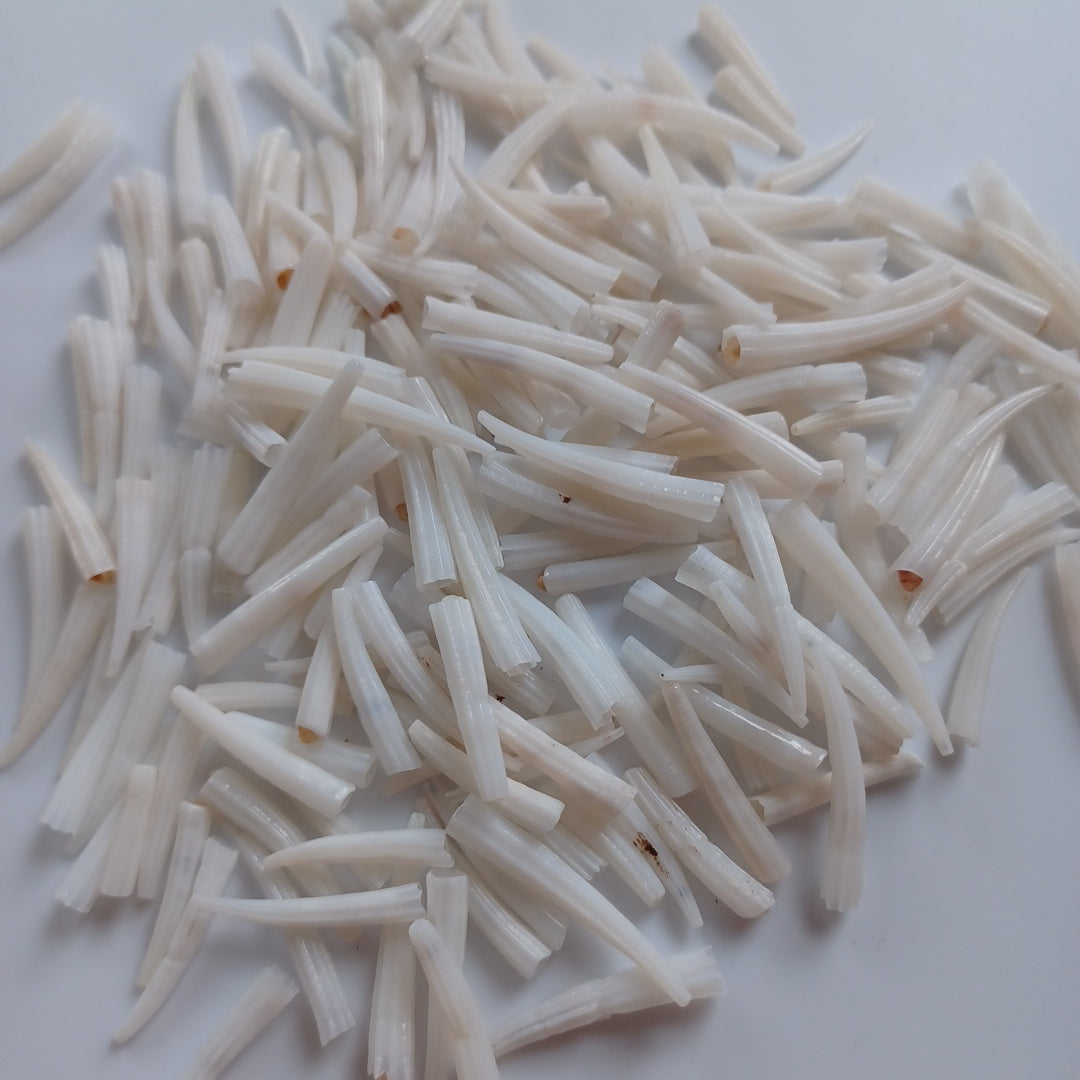 Dentalium Shells, Ridged - 1oz Unsorted