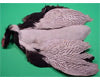 Silver Pheasant Skin