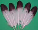 Painted Feathers
