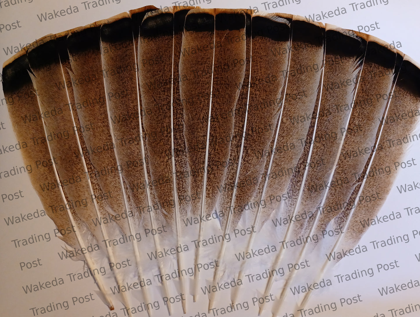 Speckled Rust with Dark Bar / Penciled Sweetgrass Hybrid Turkey Tail Feather Set (# 102001)