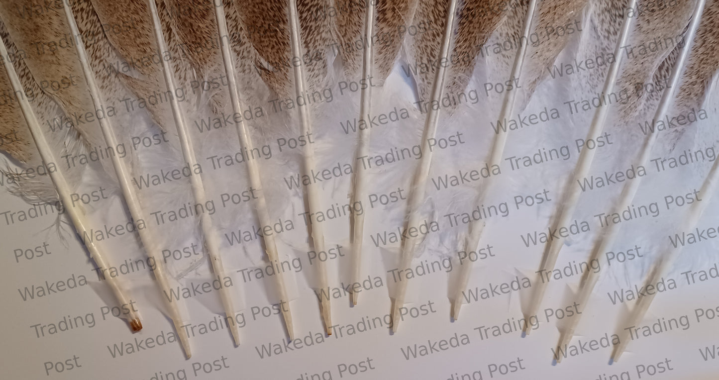 Speckled Rust with Dark Bar / Penciled Sweetgrass Hybrid Turkey Tail Feather Set (# 102001)