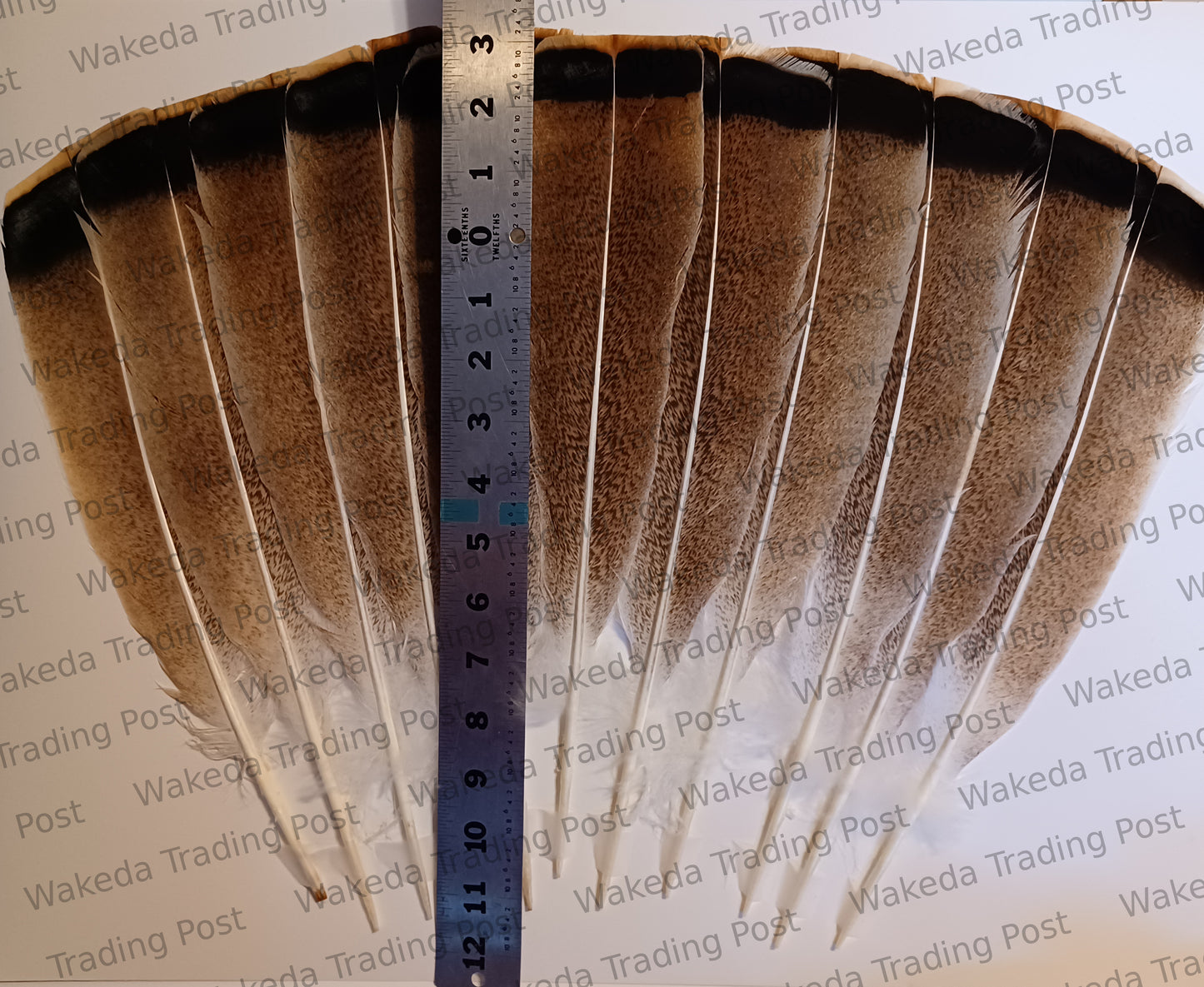 Speckled Rust with Dark Bar / Penciled Sweetgrass Hybrid Turkey Tail Feather Set (# 102001)