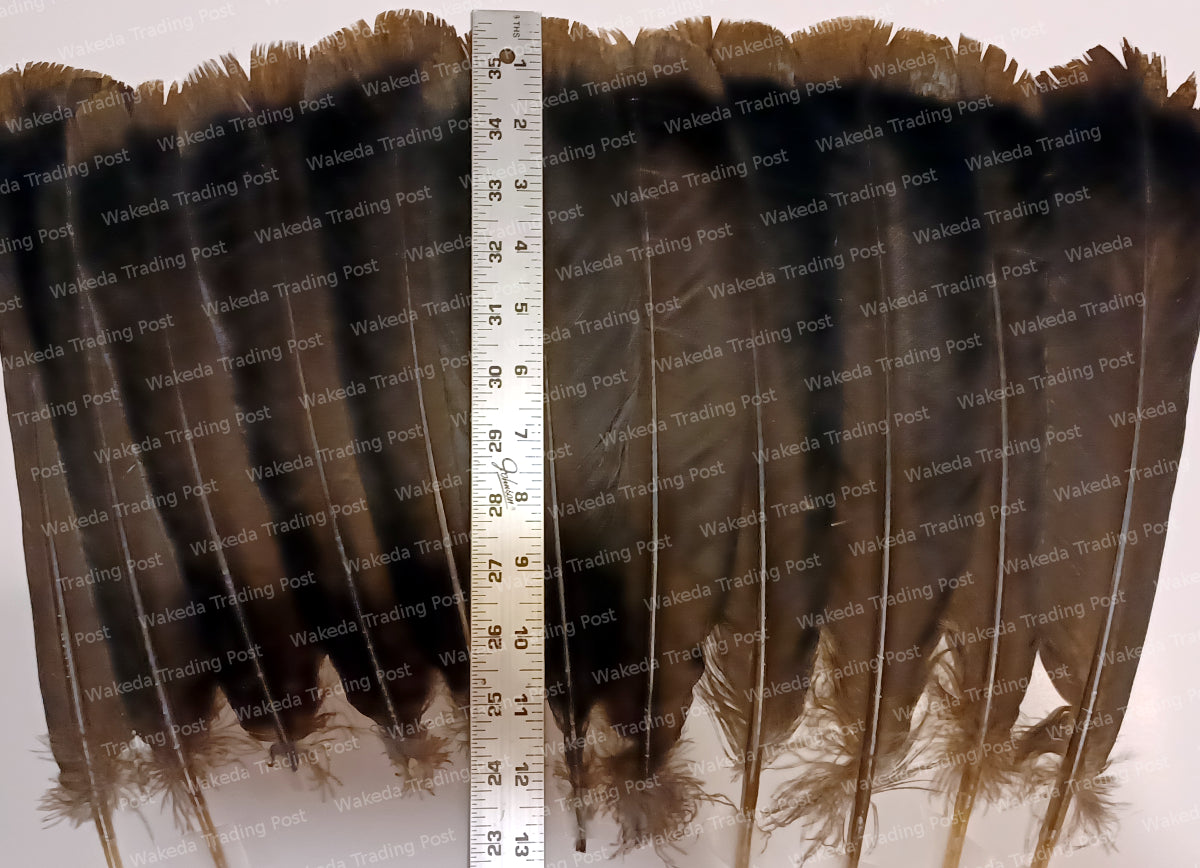 Darkest Brown Hybrid Turkey Tail Feather Set (# 102101)