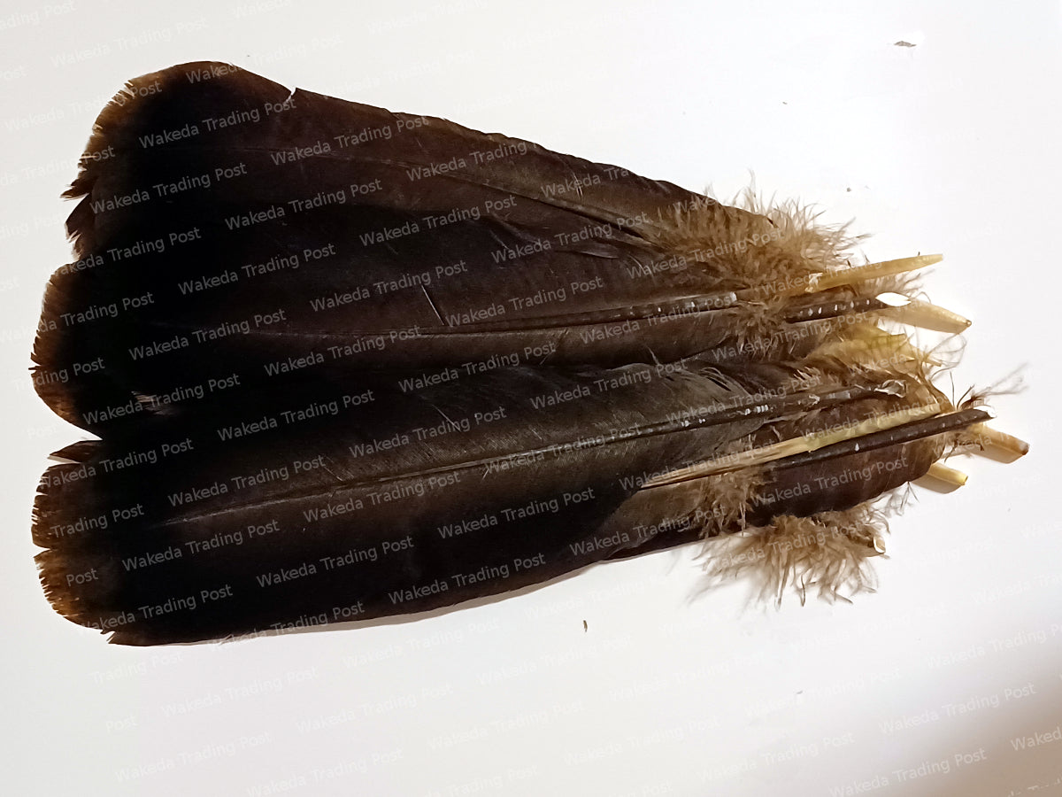 Darkest Brown Hybrid Turkey Tail Feather Set (# 102101)