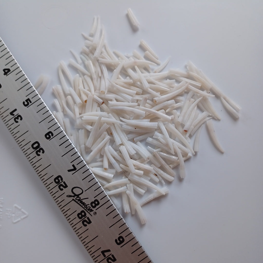 Dentalium Shells, Ridged - 1oz Unsorted