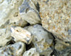 Dark Copal Resin